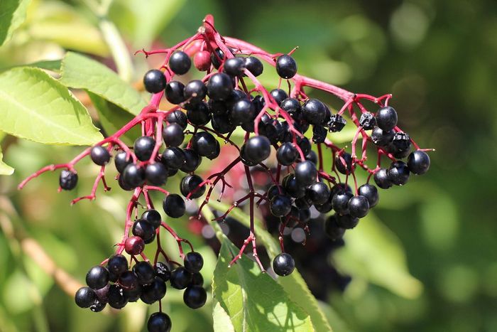 Elderberries