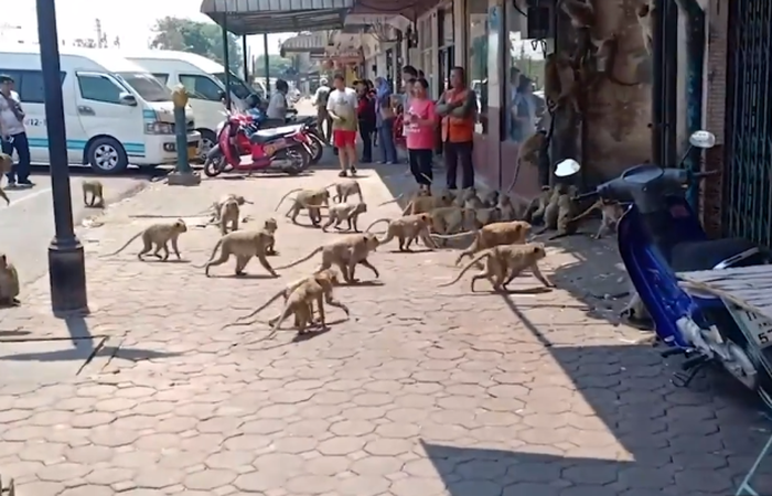Ratusan monyet di Thailand terlihat berebut pisang tunggal setelah virus corona menyebabkan penurunan besar wisatawan.