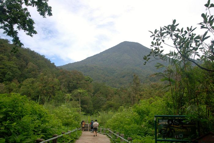 Gunung Pangrango terlihat dari jalur pendakian Cibodas di kawasan Taman Nasional Gede Pangrango.