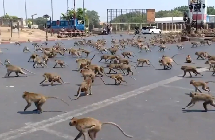 Ratusan monyet menyerbu kota Lopburi di Thailand untuk cari makan