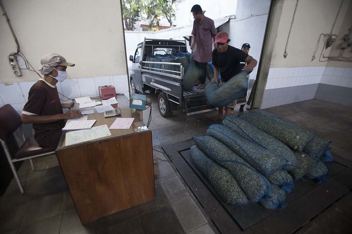 Petani melati menyetorkan melati kuncup pada sore hari. Mereka melakukan kegiatan ini setiap sore hari menjelang melati akan bermalam bersama teh. Melati hanya akan mekar dan terserap wanginya oleh teh pada malam hari.