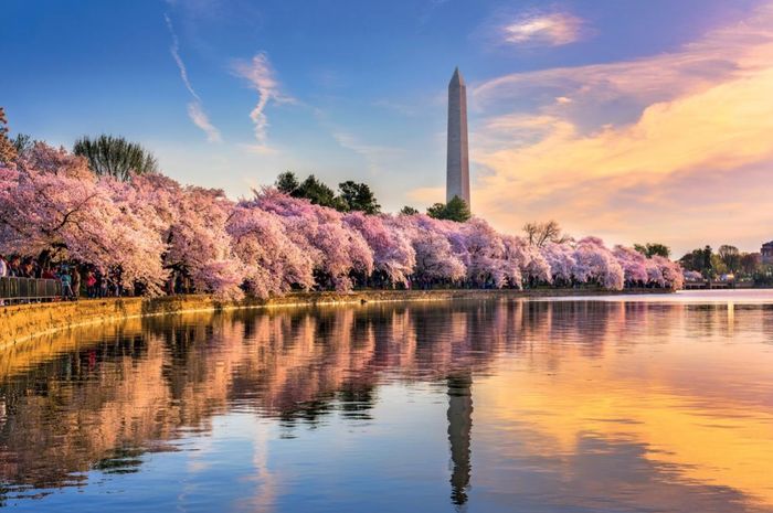 Bunga sakura bermekaran dalam warna merah muda setiap musim semi di sekitar Tidal Basin, Washington, D.C.