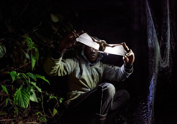 Seorang peneliti di Gunung Morungole, Uganda memeriksa kelelawar untuk tanda-tanda malaria, Zika, dan patogen lainnya.