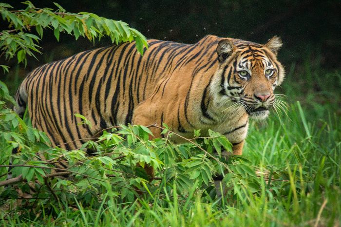 Populasi harimau sumatra (Panthera tigris sumatrae) kian menyusut karena ekspansi manusia—perburuan atau konflik dengan warga. Sebuah penelitian mengungkapkan dugaan bahwa ekspansi manusia telah menyebabkan berpindahnya penyakit dari satwa ke manusia.