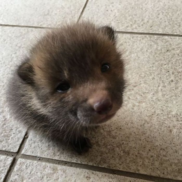 Luna bukan seekor anjing