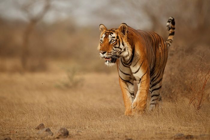 Ilustrasi harimau di pedalaman hutan