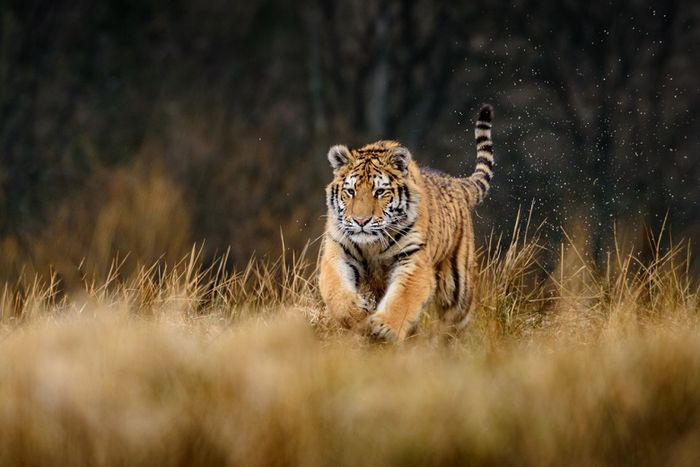 Ilustrasi Harimau di habitat aslinya