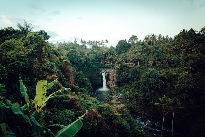 Keindahan hutan.