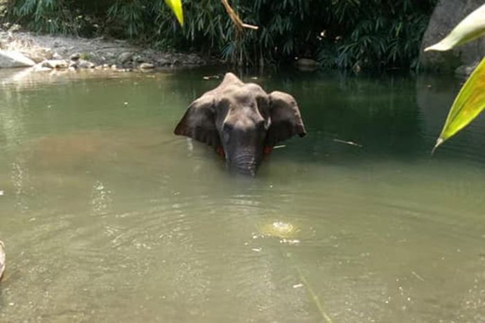 Sebelum mati, gajah ini terlihat sedang berendam di sungai. Kemungkinan untuk meredakan perih dari petasan yang meledak di mulutnya.