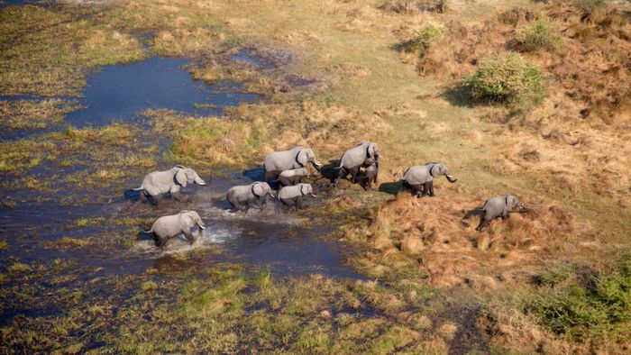 Gajah-gajah di Okavango Delta, Botswana.