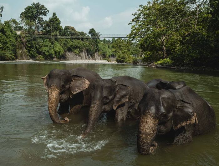 Gajah Tangkahan. Agar otaknya sehat, gajah harus hidup bersama gerombolannya karena mereka adalah hewan sosial.