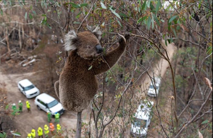 Seekor koala yang selamat dari kebakaran hutan menempel pada pohon ekaliptus.