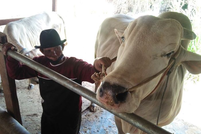 Sapi kurban yang dibeli Presiden Jokowi