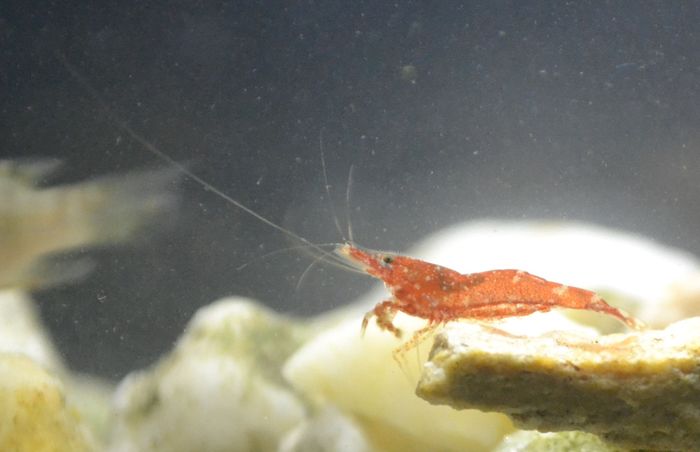Udang Kardinal (Caridina sarasinorum ), salah satu udang endemik Danau Poso. Bagaimana perubahan iklim berdampak pada satwa danau ini?