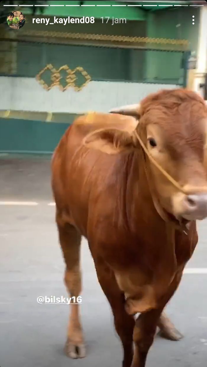 Sapi kurban mendiang Olga Syahputra.