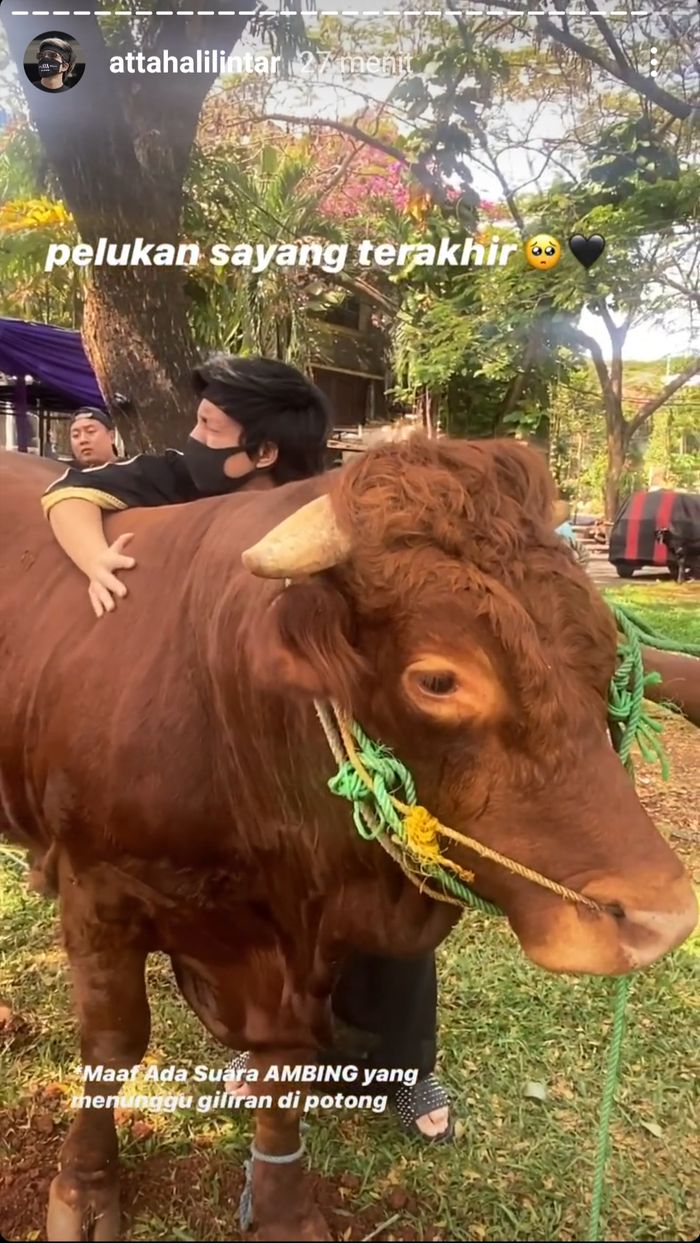 Sapi kurban Atta Halilintar.