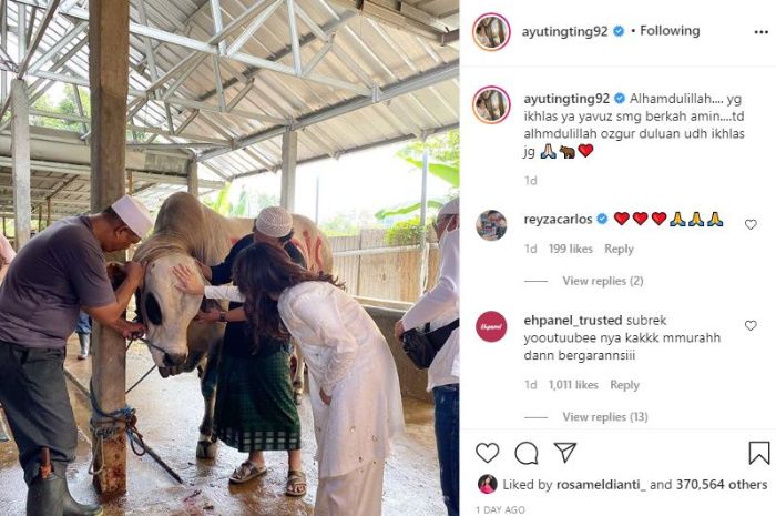 Potret hewan sapi milik Ayu Ting Ting