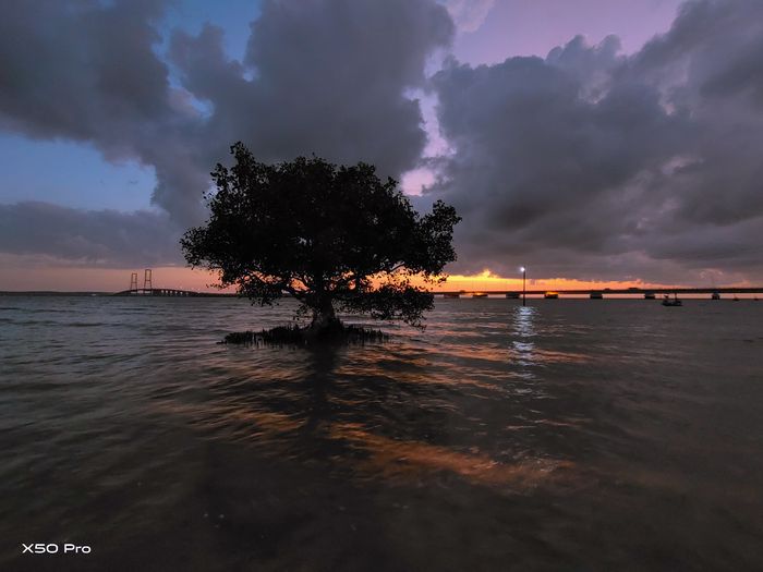 Pohon mangrove berlatar panorama Jembatan Suramadu, Selat Madura, Jawa Timur.