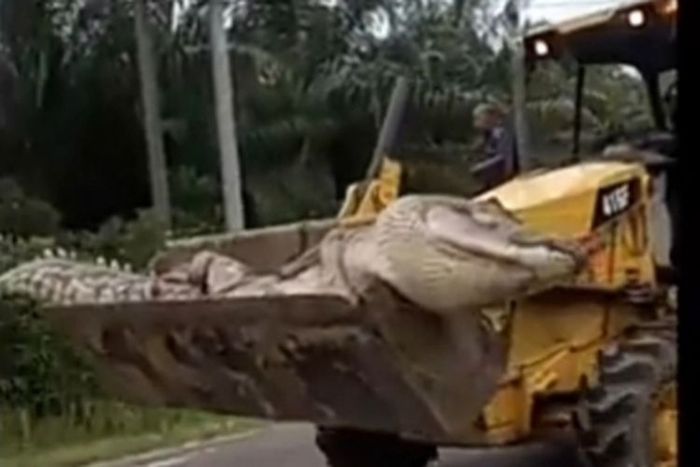 Viral Buaya Raksasa Mati Dievakuasi dengan Buldozer