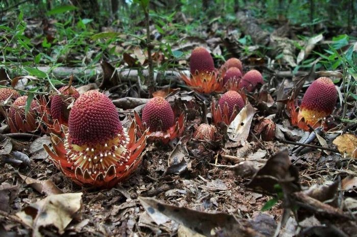 Langsdorffia hypogaea.
