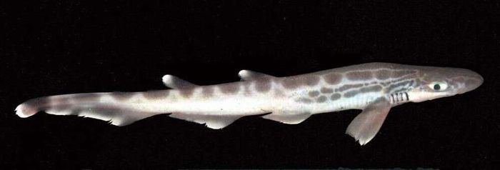 Blackmouth catshark memiliki kulit dengan tanda hitam.