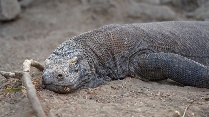 Komodo yang sedang tertidur di jalur short track Pulau Komodo.