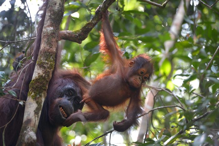 Orang utan berbagai 97 persen DNA dengan manusia. Kesamaan DNA ini memungkinkan manusia dan orang utan dapat saling menularkan penyakit.
