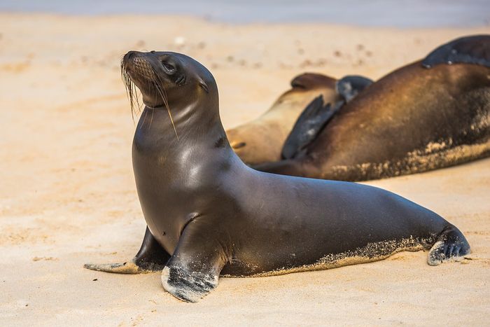 Ini Perbedaan Anjing Laut, Singa Laut, dan Walrus, Banyak yang Mengira Sama Padahal Berbeda - Semua Halaman - Bobo