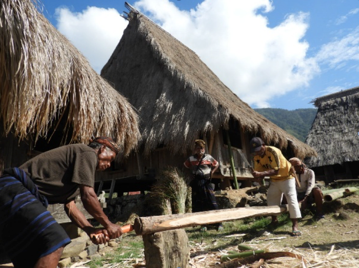 Para Mosalaki sedang memotong Kayu Ampupu (Eucalyptus urophylla) dalam rangka persiapan menyambut ritual Gelu Mewu. Ritual Gelu Mewu merupakan upacara perbaikan rumah adat di Wologai yang terjadi setiap 3 tahun sekali.