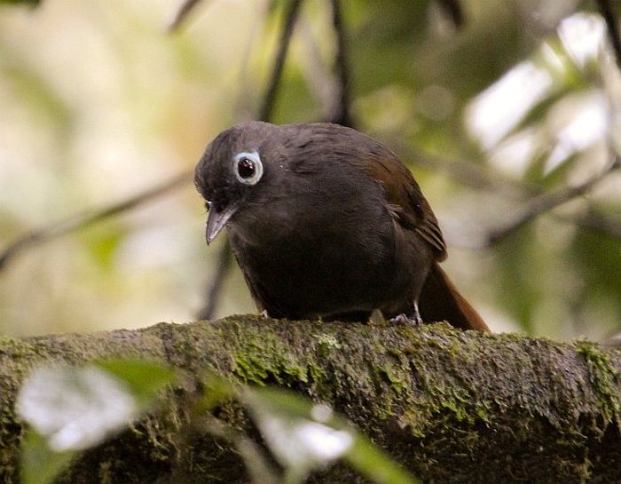Moksai Mantel (Sunda laughingthrush) di Gunung Kinabalu, Sabah, Malaysia.