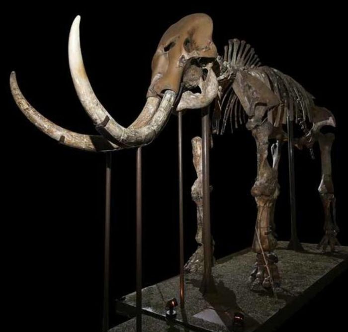 Fosil Stegodon