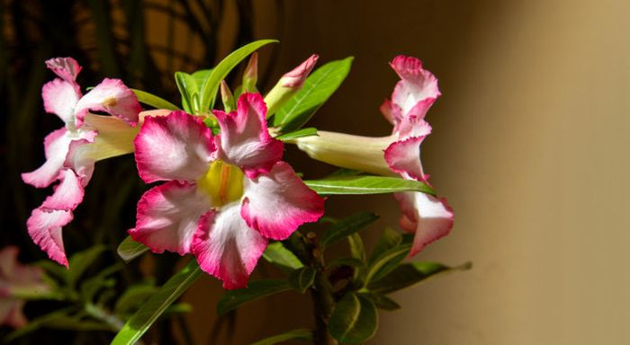 Adenium