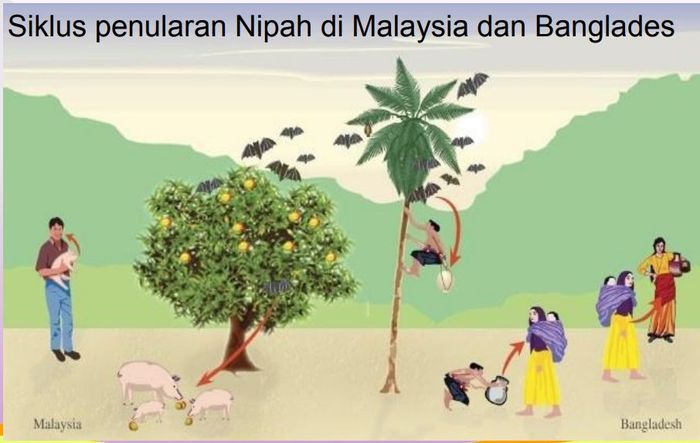 Cara penularan virus Nipah yang terjadi di Malaysia dan Bangladesh.