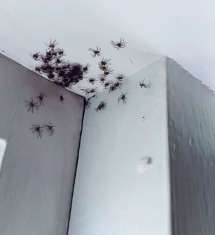 Serbuan laba-laba pemburu di kamar seorang anak di Sydney, Australia.