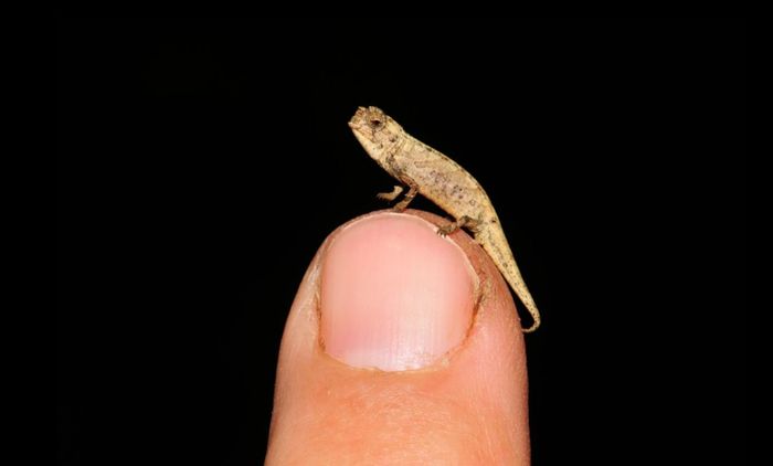 Bunglon Brookesia nana jantan di ujung jari peneliti. Mereka seukuran biji bunga matahari.