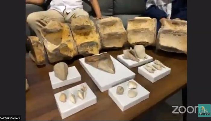 Dari atas ke bawah: deretan fosil tulang belakang paus purba, fosil gigi megalodon, dan fosil moluska laut purba.