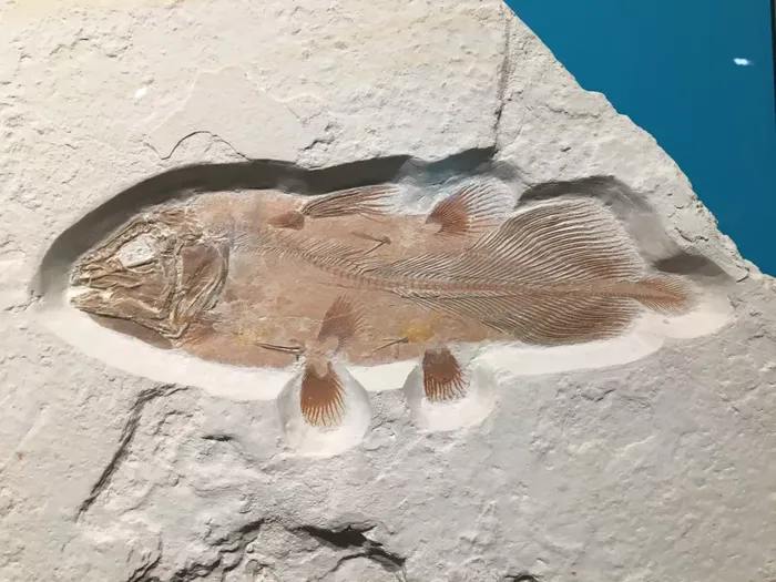 Contoh fosil ikan coelacanth dalam bentuk utuh.