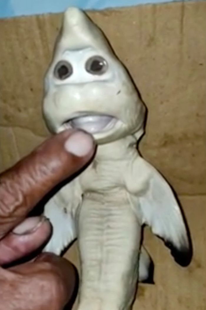 Hiu yang wajahnya mirip manusia ujar Abdullah.