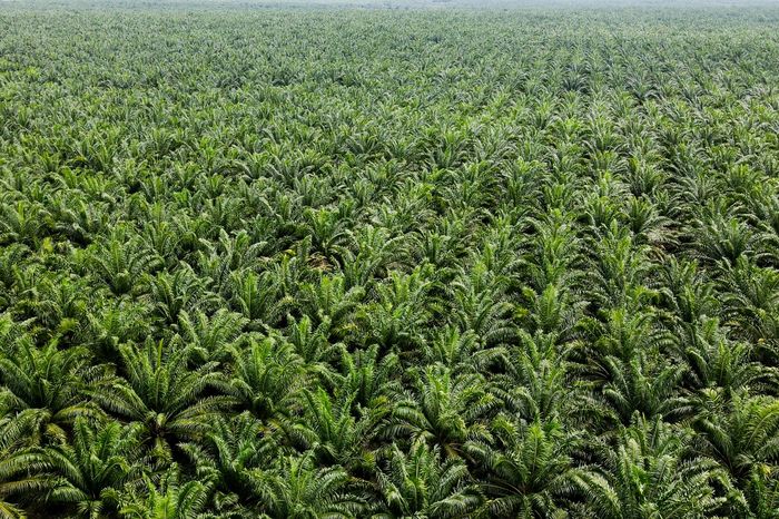 Dalam beberapa dekade terakhir, kawasan hutan luas di Sumatra, Indonesia, telah dialihkan menjadi perkebunan sawit. Salah satunya adalah kawasan Bulu Tumbang,Belitung Barat. Sawit memiliki potensi dalam menyejahterakan masyarakat, akan tetapi berdampak negatif dalam keanekaragaman hayati.