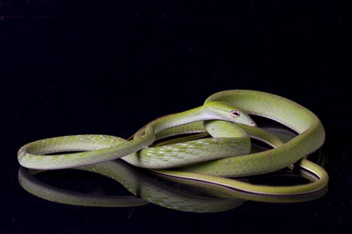 Porno videolarda pirsing bilan qizlar