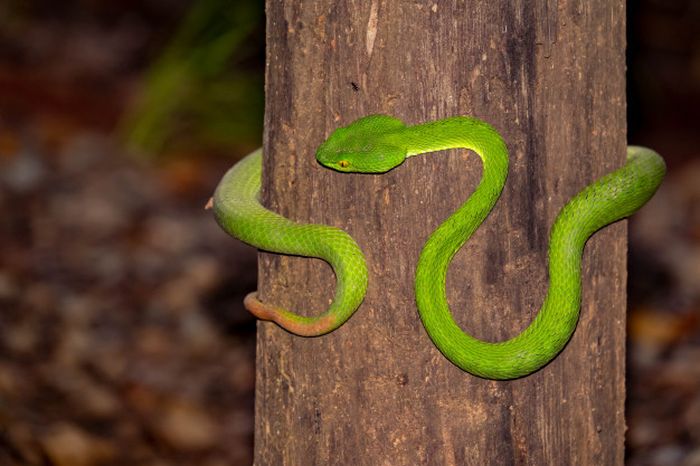 Ikki erkakning eshakdagi qizni sikayotgan pornosini tomosha qiling Arab jinsiy porno