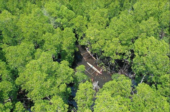 Hutan Perempuan, hamparan mangrove yang dimuliakan oleh warga Kampung Engros, Teluk Youtefa, Jayapura. Hutan ini didedikasikan untuk para peremuan sebagai ruang berbincang privat.