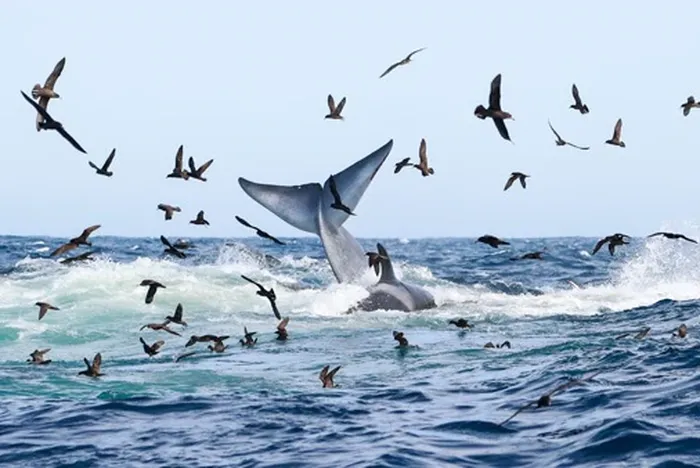 70 paus orca memangsa seekor paus biru.