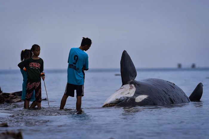 Seekor paus orca atau paus pembunuh terdampar di pantai Banyuwangi.