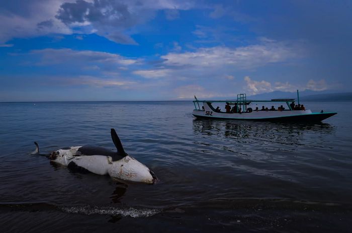 Seekor paus orca terdampar di pantai Banyuwangi.