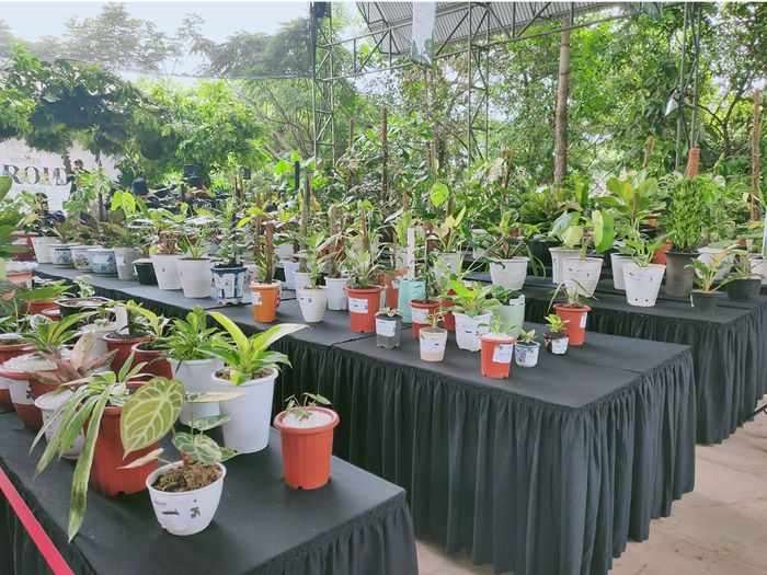 Kontes Aroid Nasional 2021 di Godong Ijo, Bojongsari, Depok, Minggu (4/4/2021) 