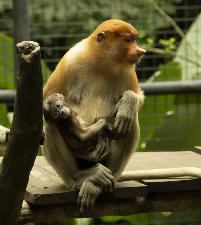 Bayi bekantan yang baru lahir di Bali Safari