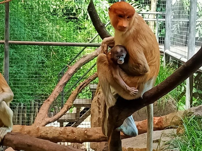 Bayi bekantan baru lahir di Bali Safari