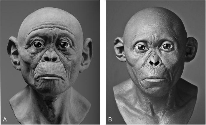 Dua rekonstruksi anak Taung A. africanus, yang memiliki bias pandangan seniman antara mirip kera atau mirip manusia.
