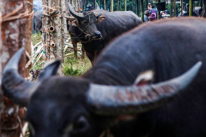 Delapan belas ekor kerbau yang akan disembelih dalam ritual Bantai Adaik di Nagari Sijunjung.